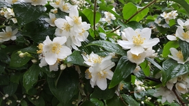 茉莉