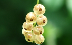 醋栗果