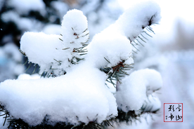 雪中松树