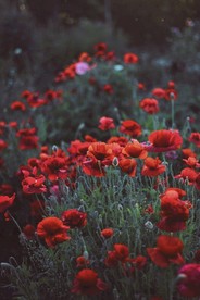 花花