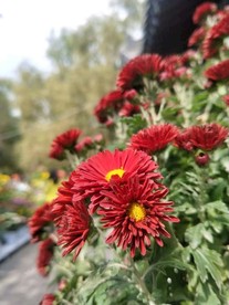 菊花
