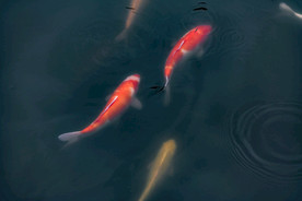 锦鲤