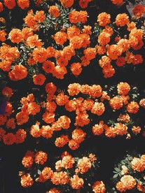 繁花似锦