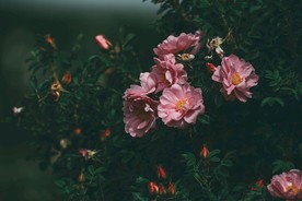 繁花
