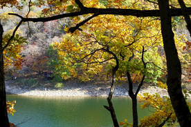 秋天湖边的黄叶