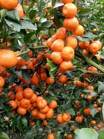 沙糖桔 砂糖橘