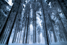 森林雪景 树林雪景 松林雪景