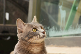 二胖猫