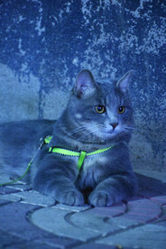 二胖猫
