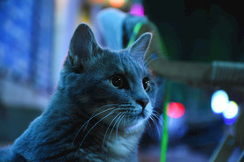 二胖 猫