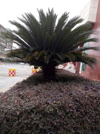 社区景观