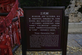 三代树讲解牌