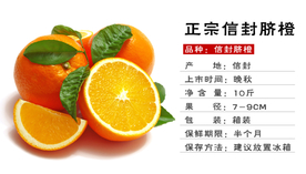 脐橙信息介绍图