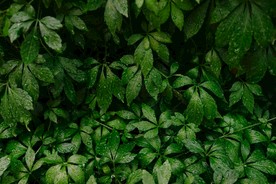 雨中植物