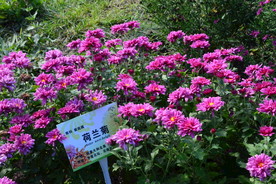 荷兰菊