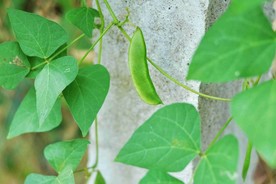 豆荚
