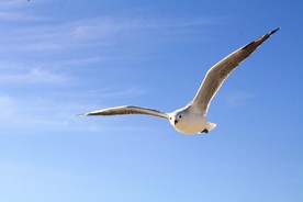 鸟
