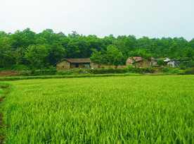 麦