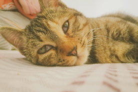 狸花猫 猫咪 猫 可爱猫咪