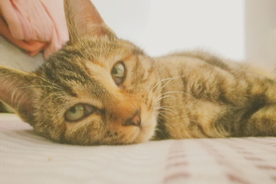 狸花猫 猫咪 猫 可爱猫咪
