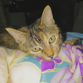 猫 猫咪 小猫咪 花猫 动物