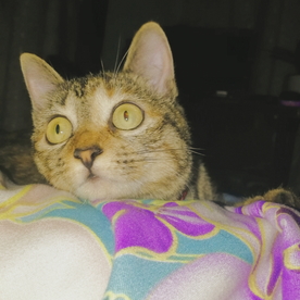 猫 猫咪 小猫咪 花猫 动物