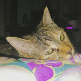 猫 猫咪 小猫咪 花猫 动物