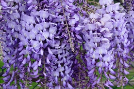紫藤花