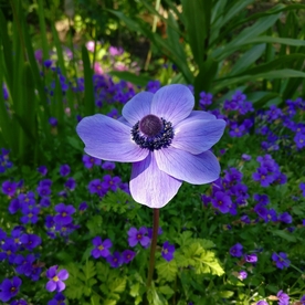银莲花