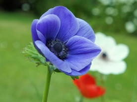 银莲花