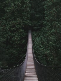 森林中的吊桥
