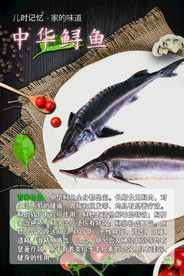 鱼类展板