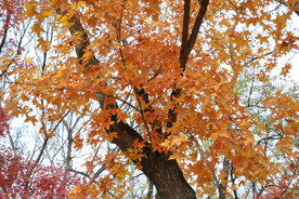 金秋五角枫