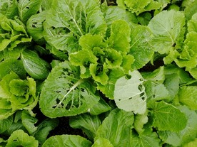 白菜秧 青叶 白菜苗 青白菜