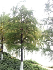 水杉树
