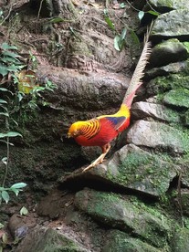 锦鸡