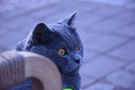 大胖 烟头  蓝猫