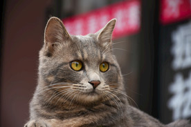 二胖猫