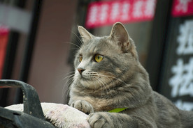 二胖猫