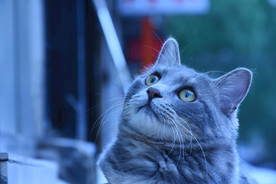 二胖猫
