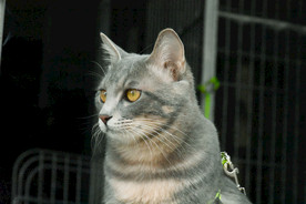 二胖猫 猫
