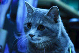 二胖猫