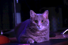 二胖 猫