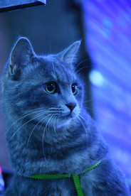 二胖 猫