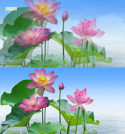 梦幻荷花视频AVI