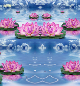 唯美荷花视频AVI