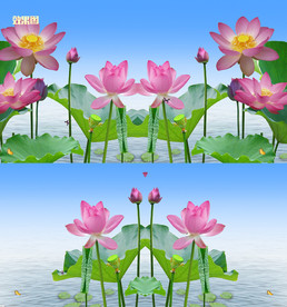 特效荷花视频AVI