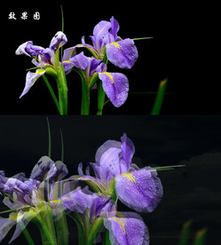梦幻兰花视频AVI