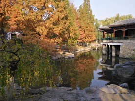金秋水杉树