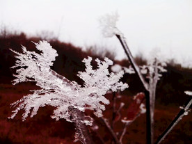 冰花